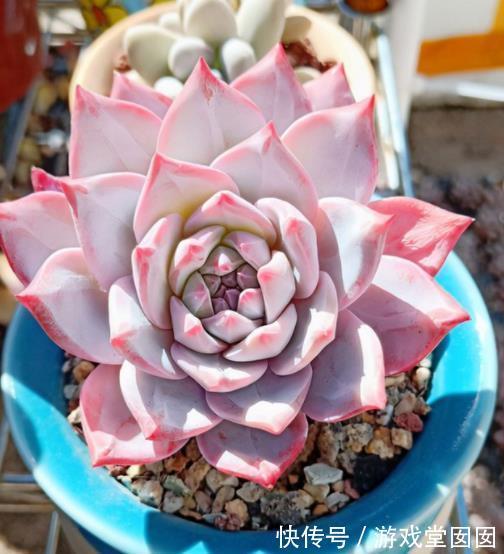 新手养多肉粉蓝鸟,牢记3个要点,不摊大饼穿裙子,叶片紧凑红润
