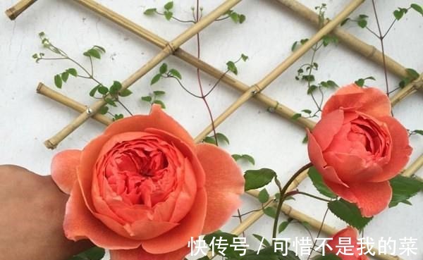 奥斯汀|推荐15种欧月月季任你选，开花最多、花量最大，超美！