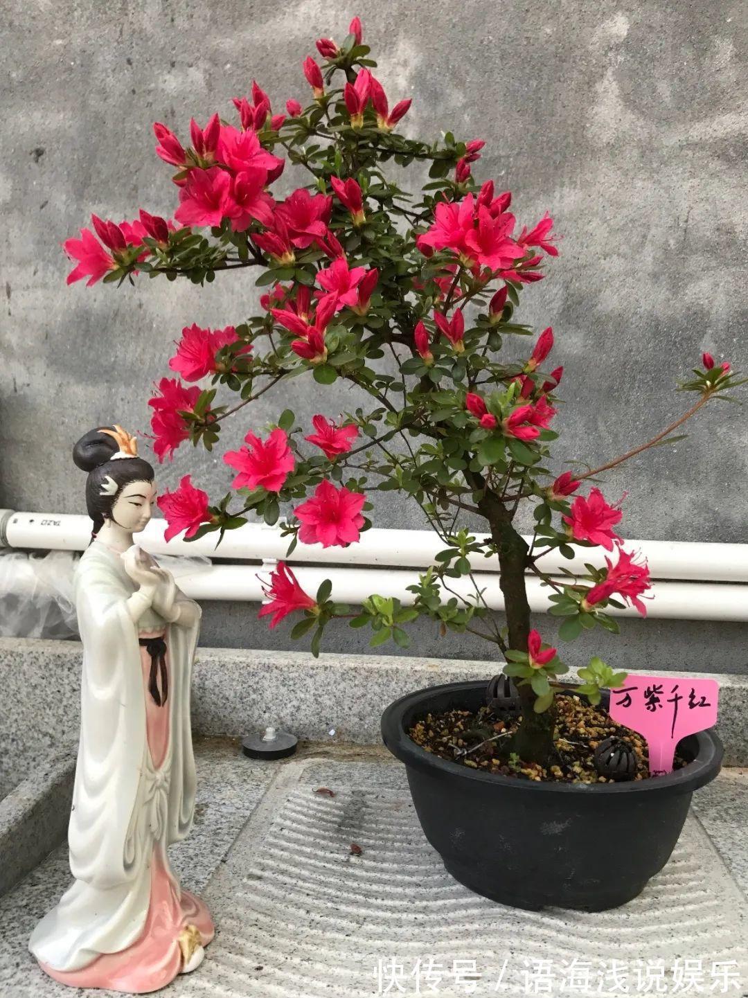 君子兰越小越值钱,养了4年,只有硬币大!