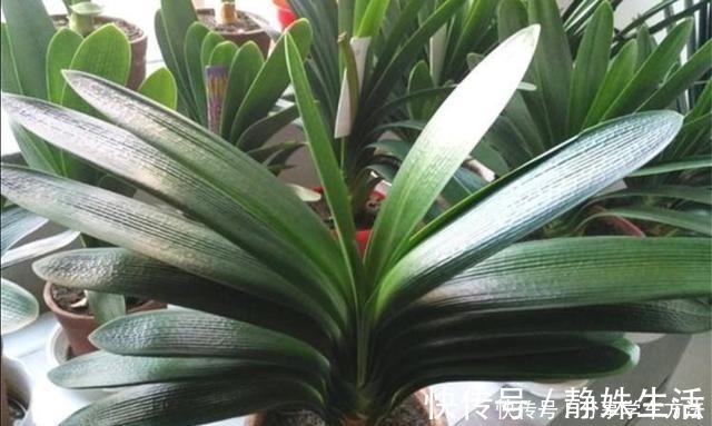 羊粪|君子兰叶子长得好看，花盆里加2种“材料”，肥力充足！