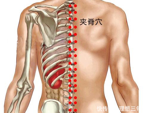 一条线|华佗松筋健康法夹脊穴养护心肝脾肺肾，比膀胱经的作用更明显