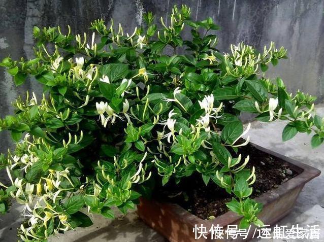 茉莉花|螨虫、细菌最“厌恶”的3种花，赶紧养1盆，烦恼“消除”身体棒
