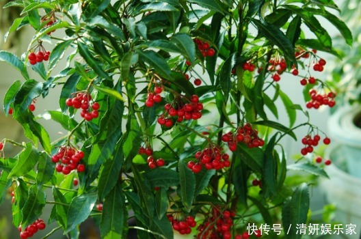 君子兰|什么富贵竹、发财树都不如养“4种”花,旺财又镇宅,越养越值钱