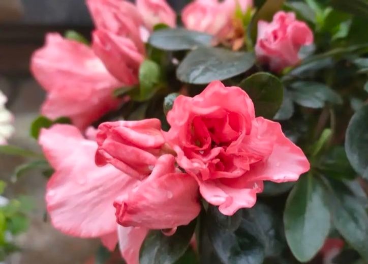 这花比绿萝好养,疯狂开花,花色五彩斑斓,想不爆盆都难