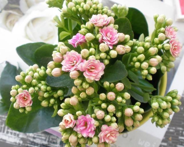 “两种花”切根枝条就能活,泡在水里,10天长“白根”,花期长