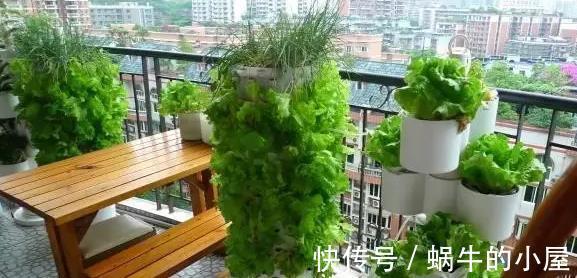 蔬菜|阳台种菜的技巧，看我家阳台的菜，都不用去菜市场了