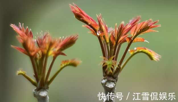 野菜|开春挖野菜，送你“野菜大图鉴”，教你轻松识别20种野菜