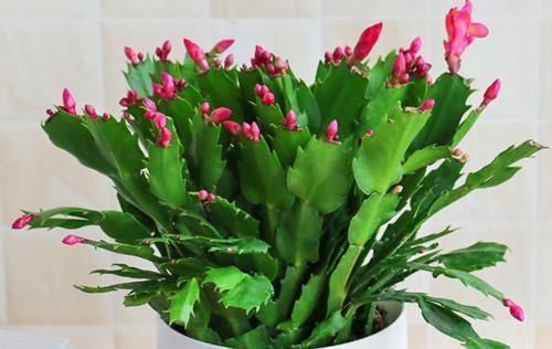 蟹爪兰和君子兰怎么能越养越好?做好三件事,和绿萝一样好养