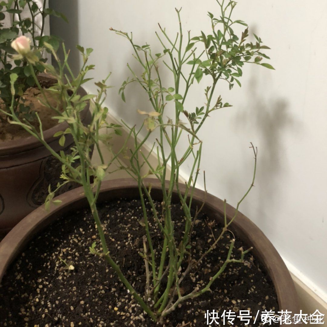 月季|养花“黑名单”实在太难养，心累
