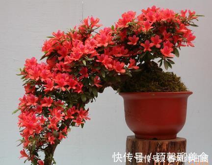 中国十大名花之一，四季开花，观赏价值高，一花多色，漂亮又芳香