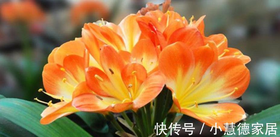 植株|君子兰怕“三高”，及时避开才能长出好状态，叶片挺拔如折扇