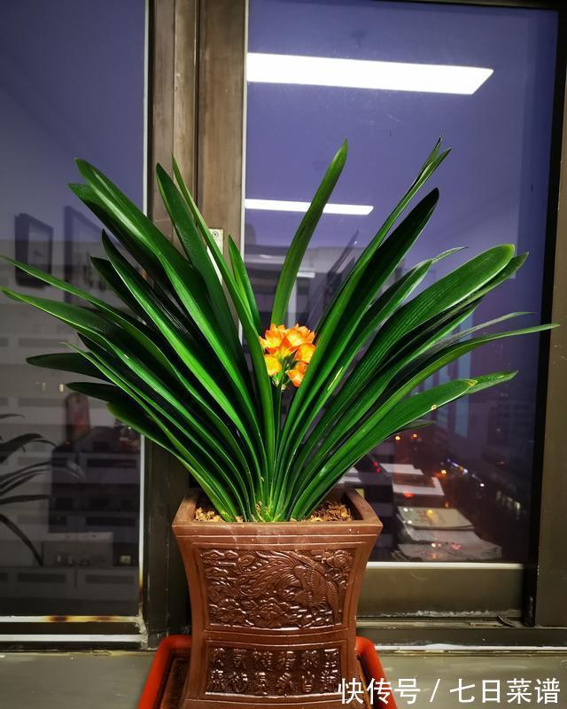 养君子兰不懂“浇水”,等于养不会养,浇前“摸摸土”,才更靠谱