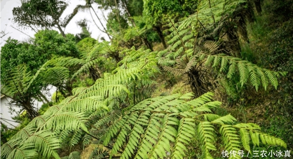 这种野生植物十分珍贵, 遭到大量砍伐, 如今列为二级保护植物