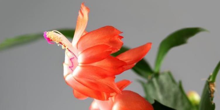 蟹爪兰夏天不能浇水嫁接与否需要判定好,不然花朵很容易烂根