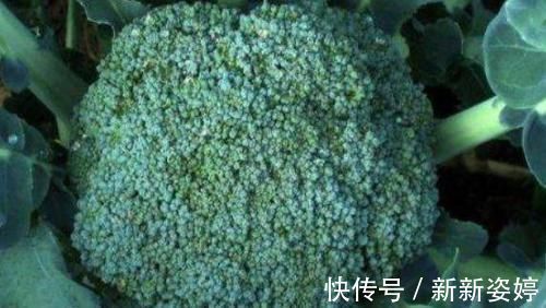 女性|女性不想变老,3种美食别放过,养胃健脾,帮助消化,补血益气