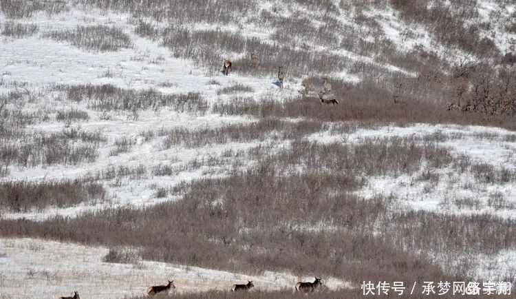 阿旗|【影像阿旗】雪地生灵—野鹿