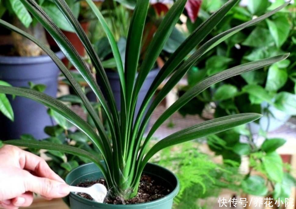 君子兰|秋天养君子兰，用上2种肥，植株长得旺，利于抽箭开花