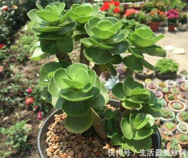 夏天养多肉，浇水是难题，掌握几个“小技巧”，安全度夏！