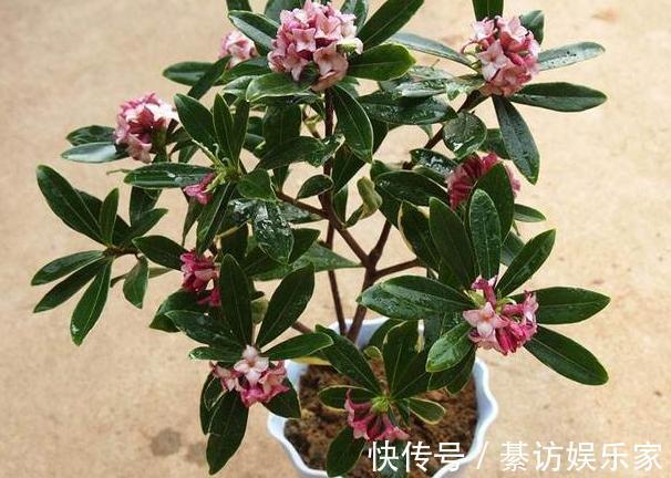 养花|养月季、茉莉不如盆栽金边瑞香,花期长、花朵多,花开满屋飘香