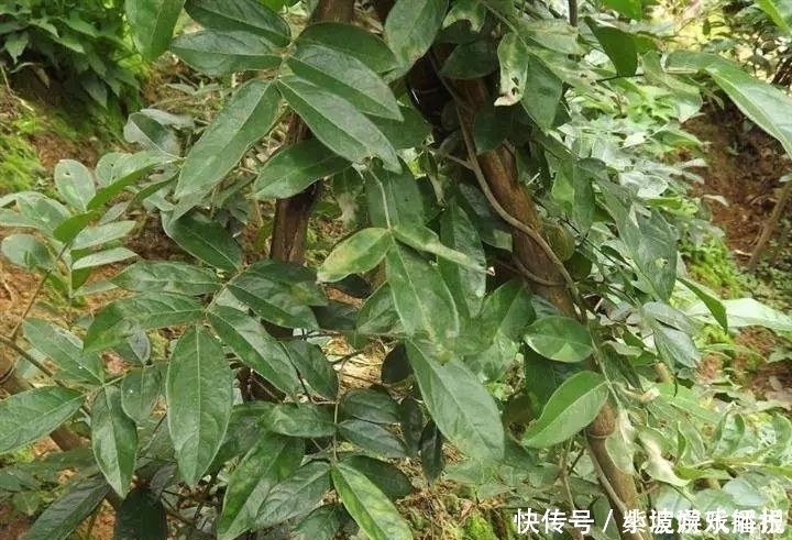 此物|此物人称“南方小人参”，价值不菲却被误当成柴火，网友：可惜了