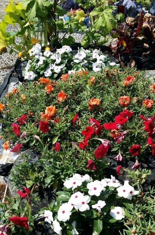 丰收|都是自家种菜,邻居大叔直接用纱布袋几十天一丰收,多的还能拿去卖