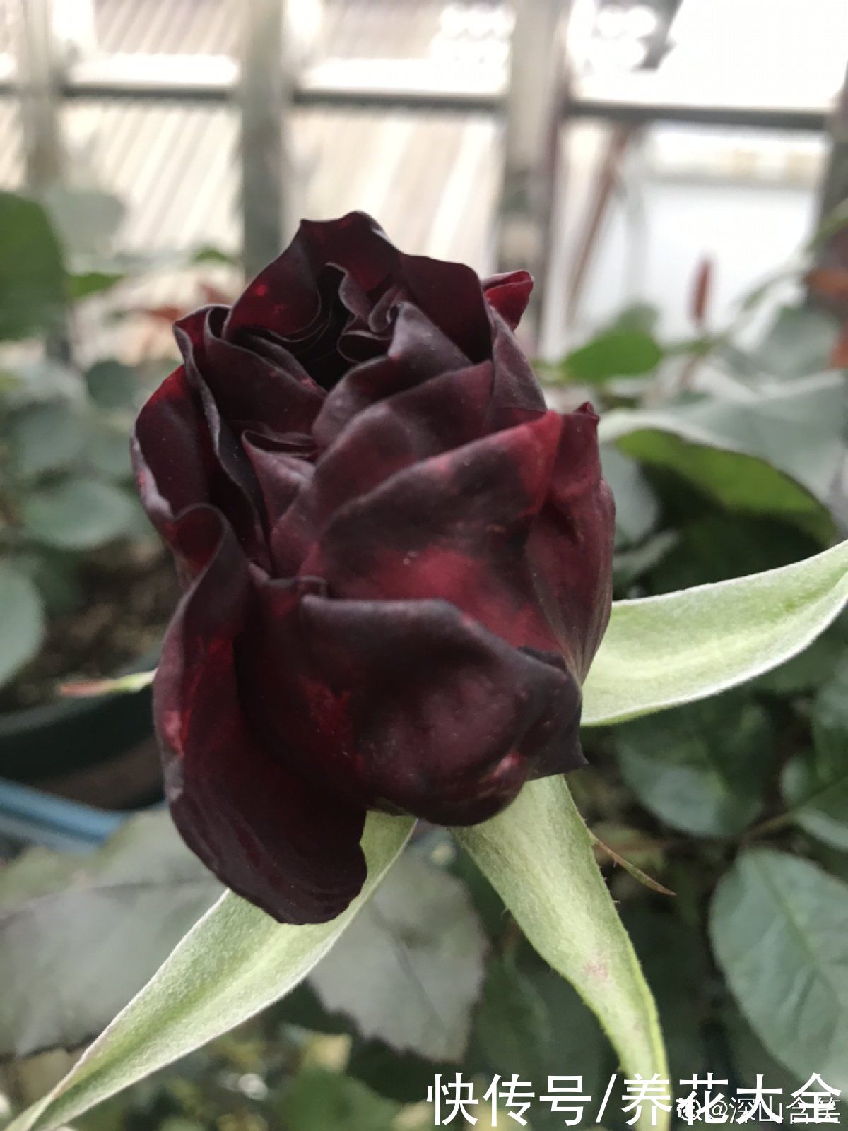 黑王子|不想养绿植，种了这4种“黑植”，养得起劲却差点被扔掉