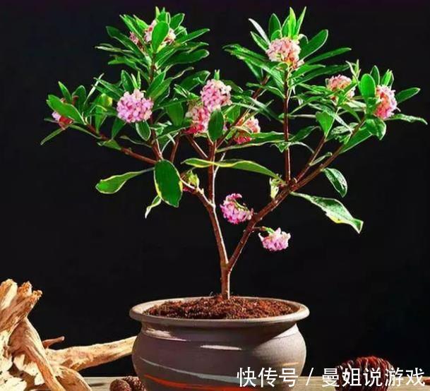 浇水|12月养金边瑞香，冻一冻花朵香味更浓郁，满枝花苞真喜庆