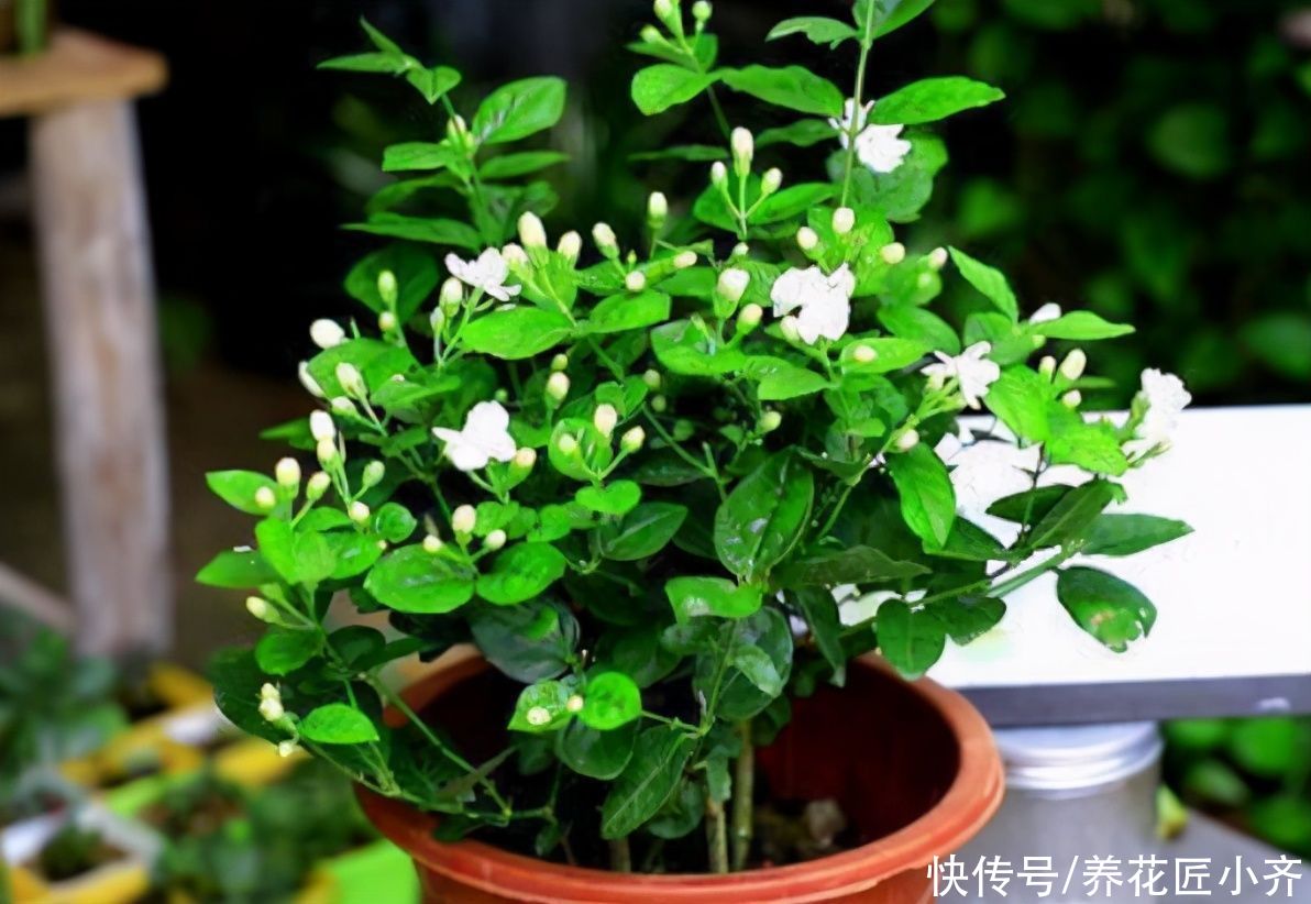 大神|总结养花“十大问题”，只要学会，你就是养花大神