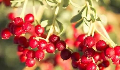 青年|女性要“减肥美容”?坚持吃3物，排出毒素、润肠护肤，滋养子宫