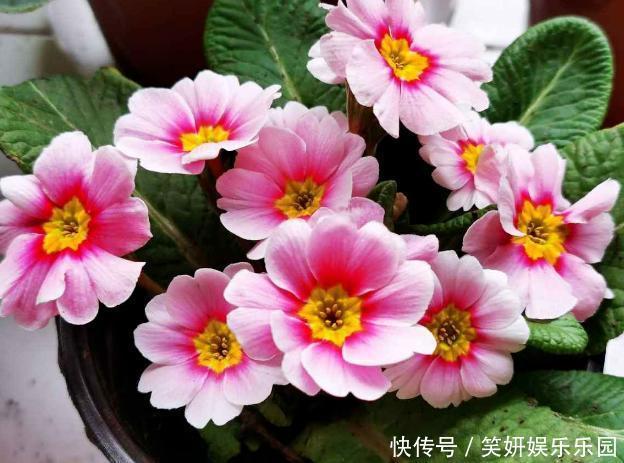 养花人，端正这几种心态，没有什么花养不好