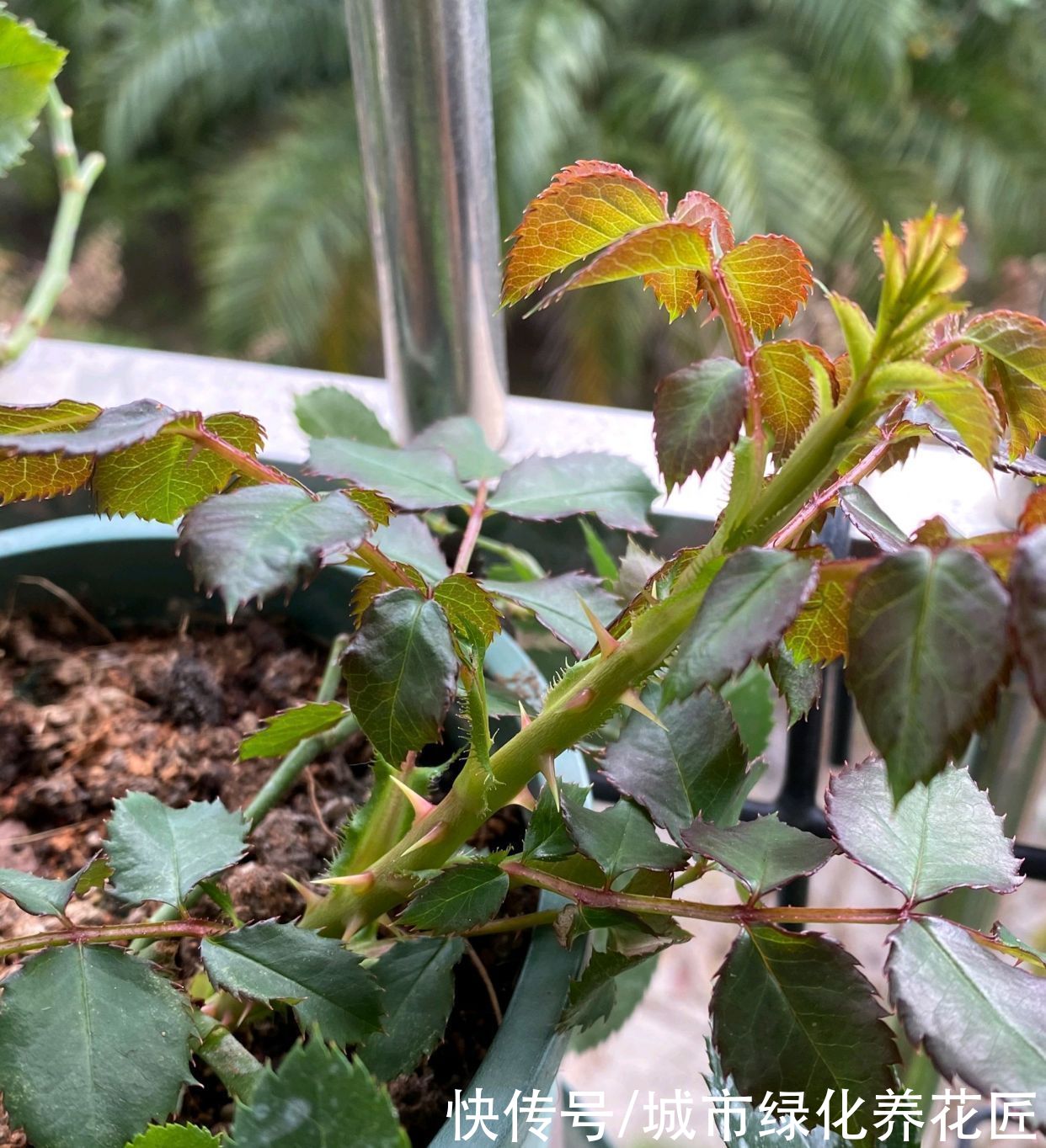 月季怎么养能长出粗笋？无它，唯营养耳