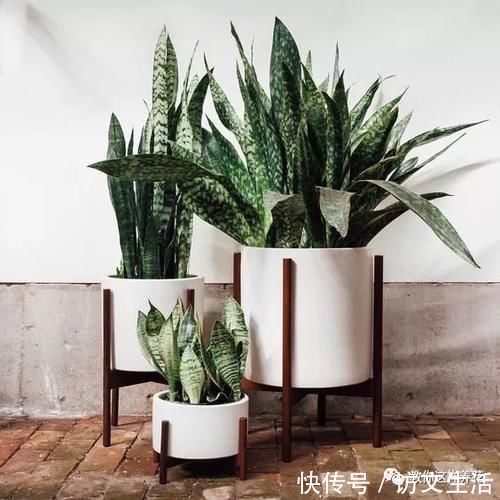 虎尾兰|客厅适合养的5种“耐旱花”，1个月不用浇水，反而爆盆！