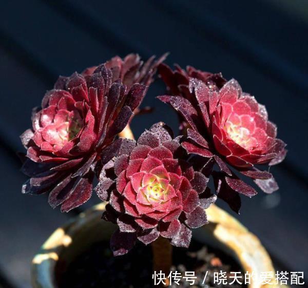 植株|8月养黑法师,了解掌握4个要点,养成霸气手捧花,谁见了都夸美