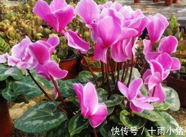 植物|天冷养花，早晨别做这几件事，植物才会感激你哦