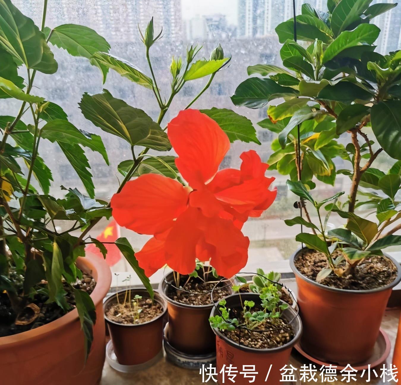 漂亮花|6种“漂亮花”，天天被人爱，家里养一盆，365天轮流开