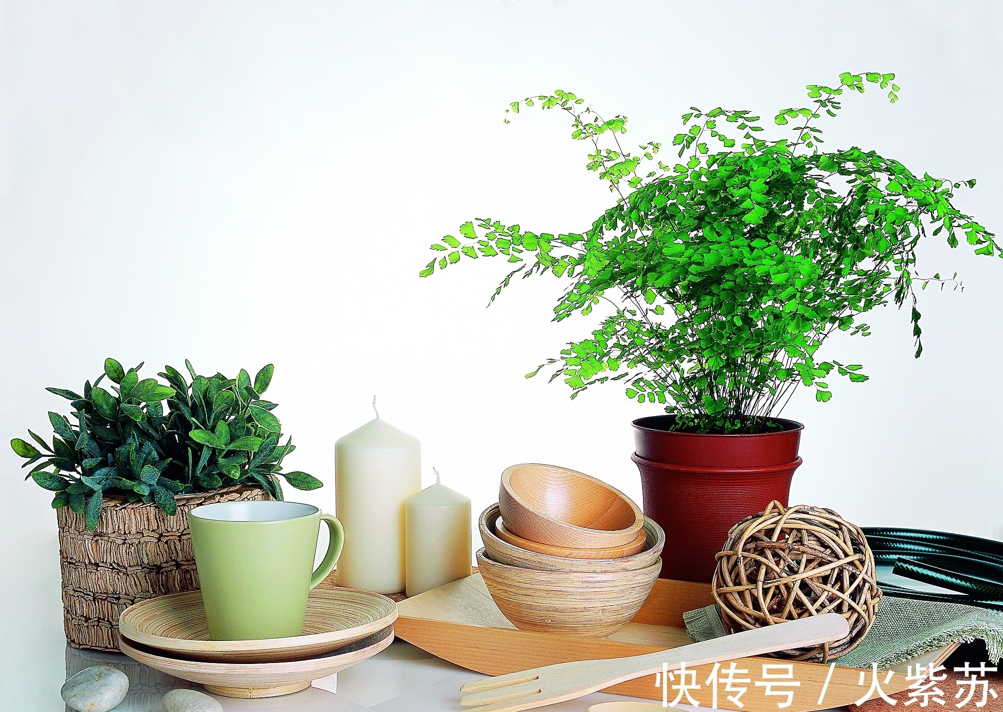 花卉|五种花耐阴性很好,天气凉爽也别暴晒,不然容易出问题