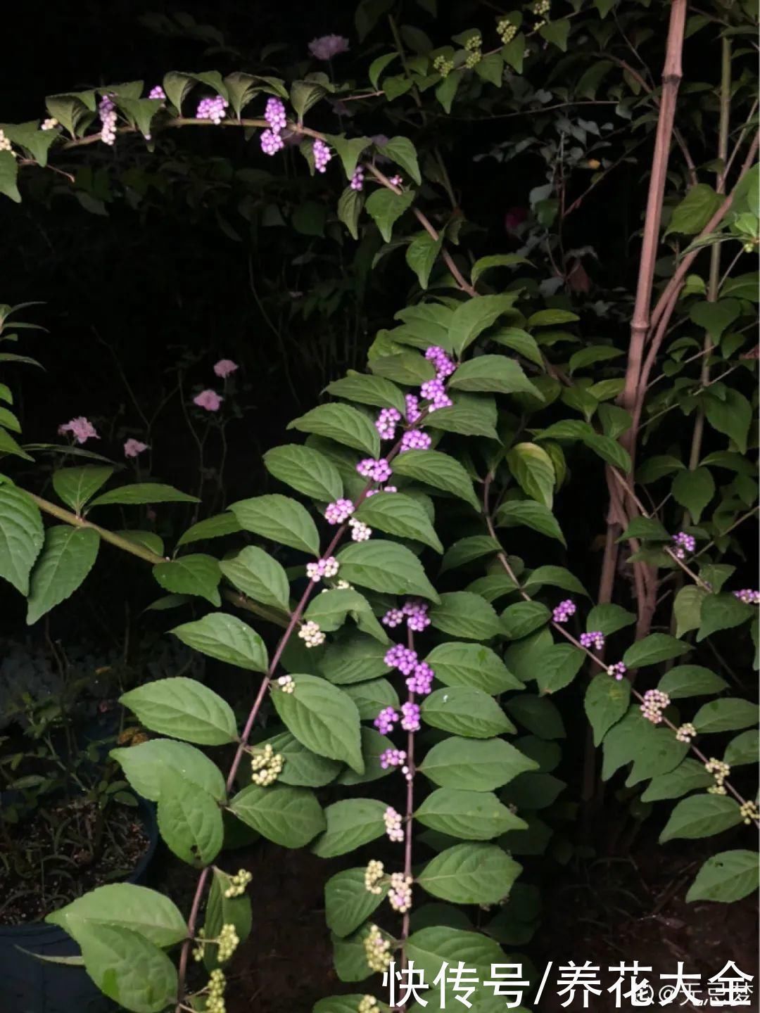 农村当柴烧的花，原来可以当盆景，给一千块也不卖