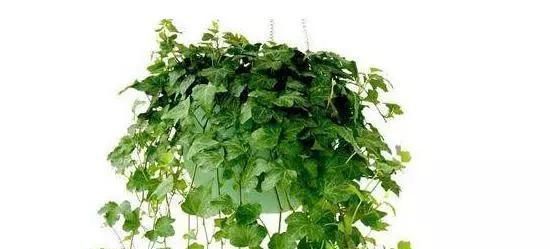 鹅掌柴鹅掌柴|养花的人大多长寿这4种植物,养人寓意好,可惜总有人忽视了