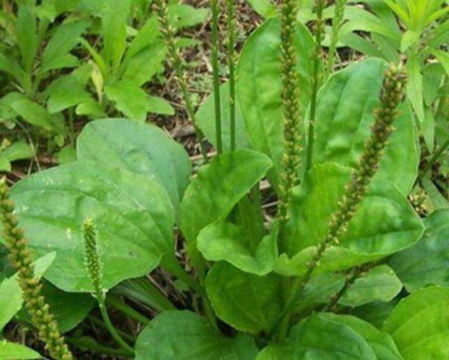 農村1“車前草”,農民認定是害草,見到就拔,卻不知比大米珍貴