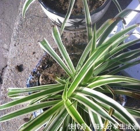 春季养吊兰,不必换盆,只用1个“方法”,叶子宽又绿,长爆盆!