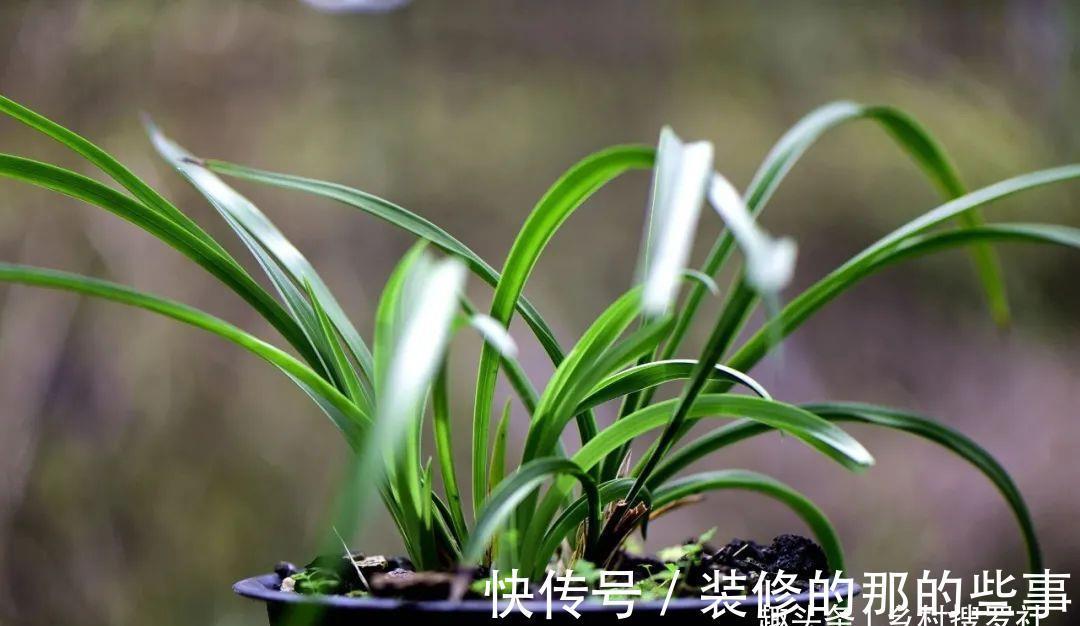 腐殖土|秋天种植兰花,营养土怎么配制?用这3种材料,兰花生根更健壮