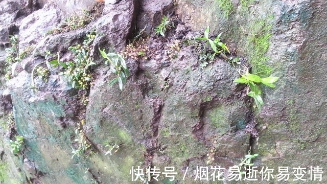 人称“皇帝草”,若出现您家岩石上,请保护好,价值堪比“黄金”