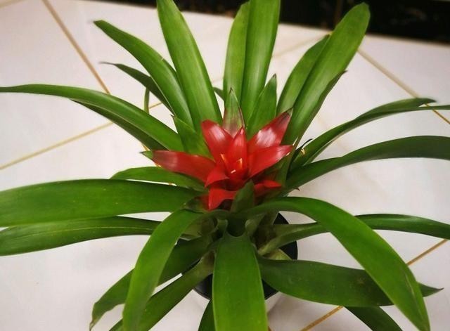 15种耐阴花,室内光照不足,照样花开不断!