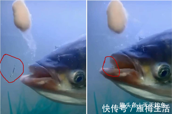 小子线中的大学问钩间距的大小,影响着你的中鱼率!