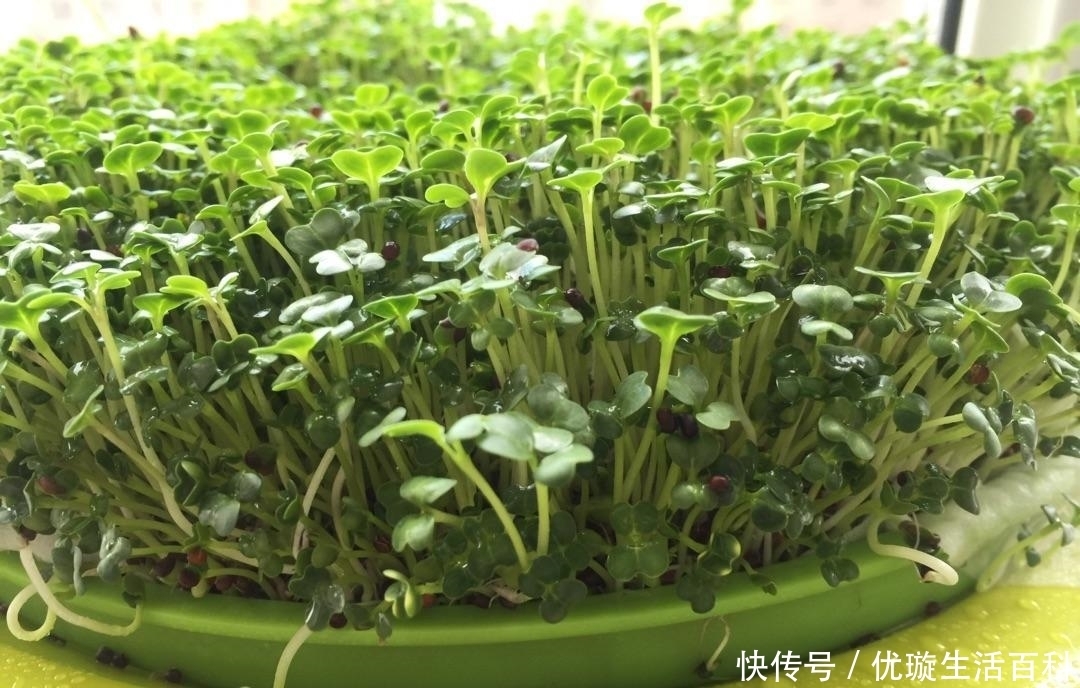 泡沫箱|冬天就是火锅季,这时候涮点自己种的新鲜菜,心里倍儿爽