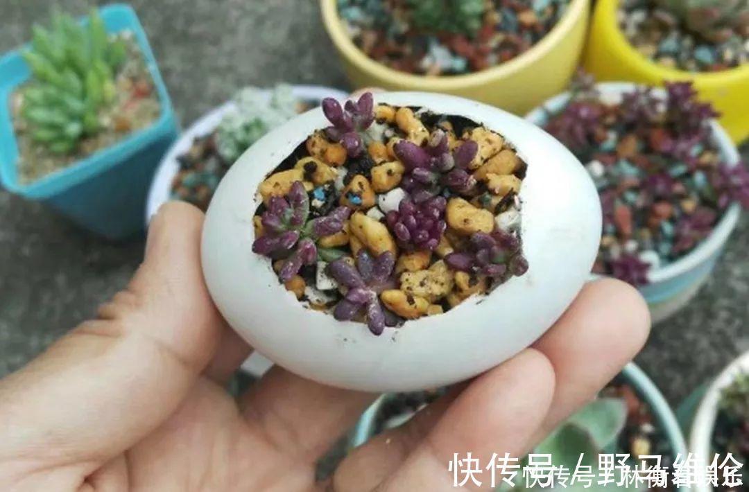 el多肉的花样养法,7种花盆全是自己造的,省钱又好用!