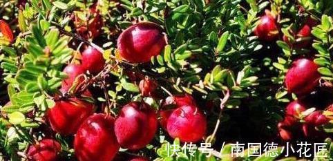 补血|一野果,2粒就可“补血”,是补血“良药”,能美白肌肤,抗衰老