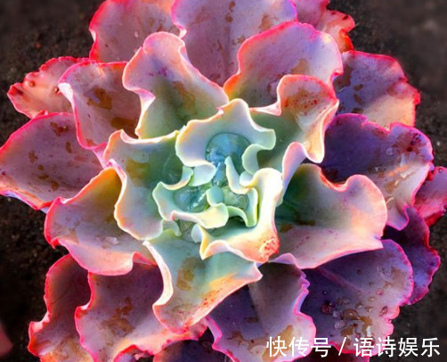 多肉高砂之翁怎么养教你3个小妙招，养出最艳丽多姿的高砂之翁