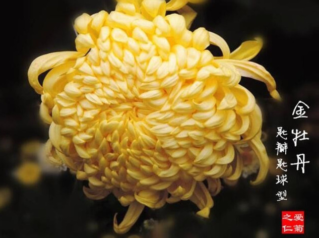 喜欢菊花，不如养盆“菊之珍品”，似金玉起楼，艳压群芳