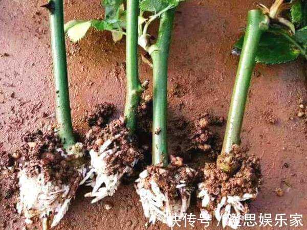 大岩桐|夏天扦插花卉，挑选“1种”枝条，7天冒白根，事半功倍，新手都会